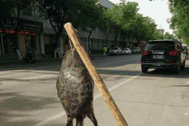 民间渔人的绝技打甲鱼一根钓竿一条编织袋