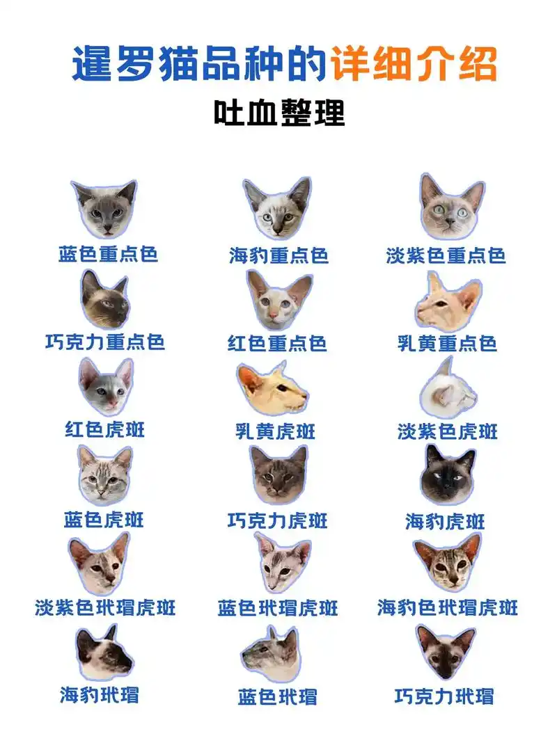盘点暹罗猫的十八般颜色#猫 #萌宠 #我要上热门  - 抖音