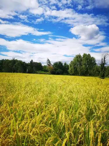 蓝天白下稻田美如画卷