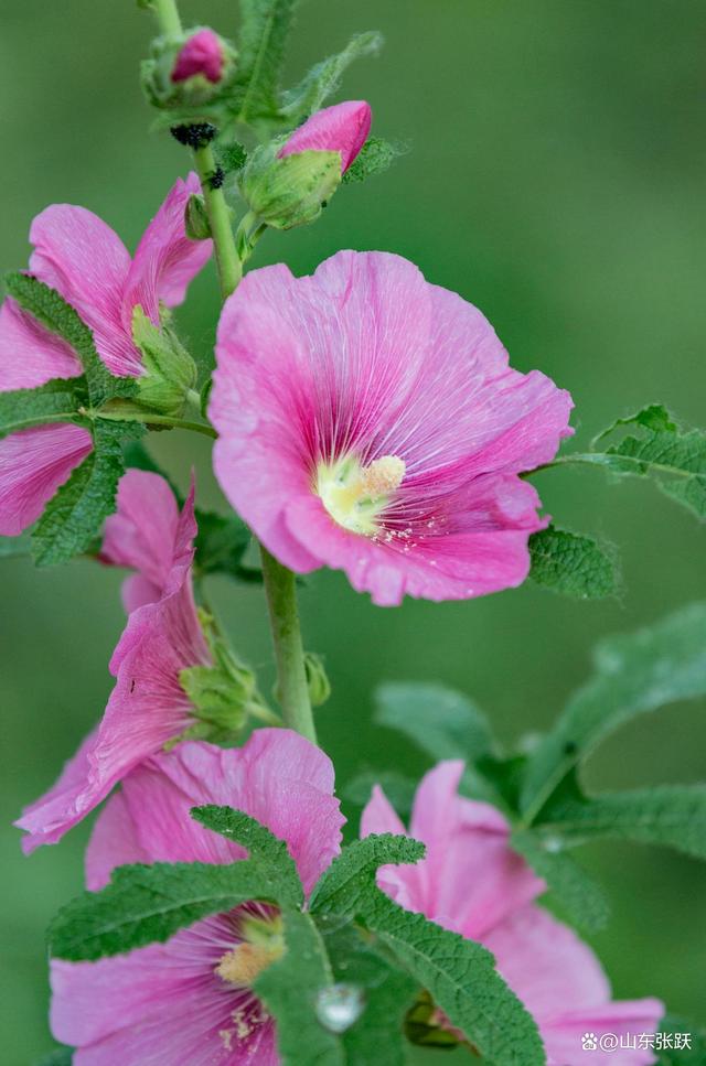 张跃花卉摄影作品分享