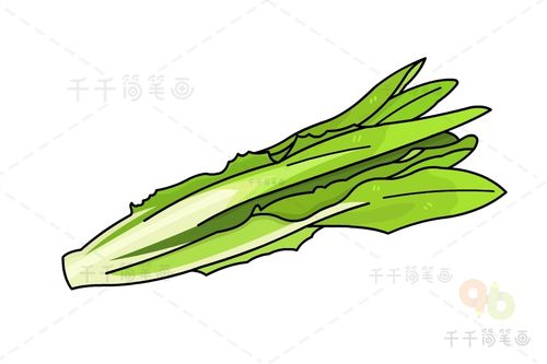 油麦菜手工简笔画