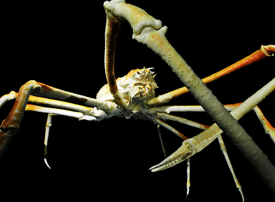 巨型海蜘蛛的介绍