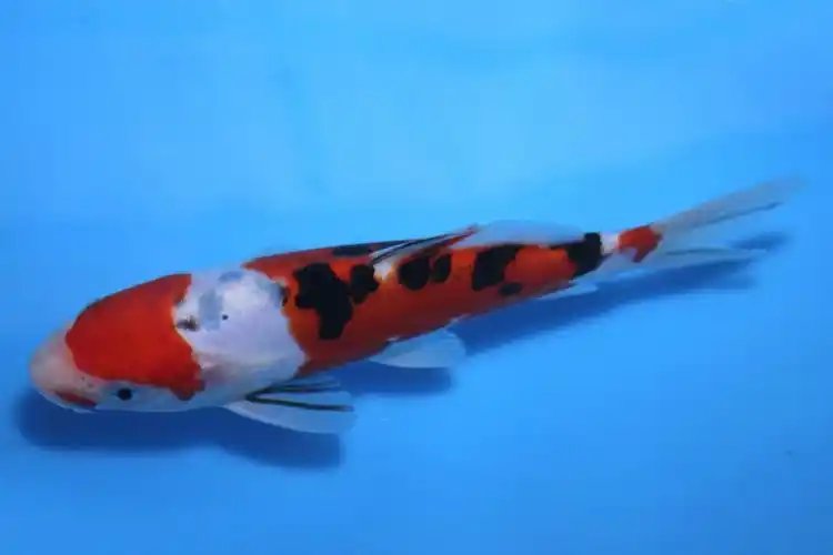 广州:广井产 德国大正 当才 19cm 公母不详 125074