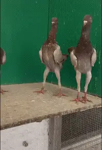 搞笑gif合搞笑动图gif合集88期:看一次笑一次,爆笑每一天!