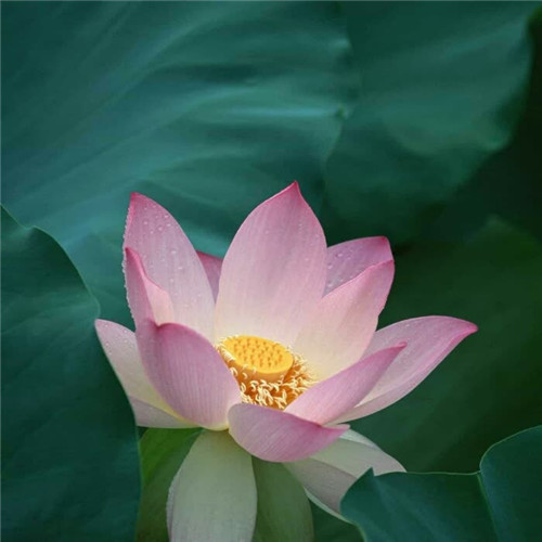 心境淡然的头像图片,清空自己把心归零_微信头像_头像控