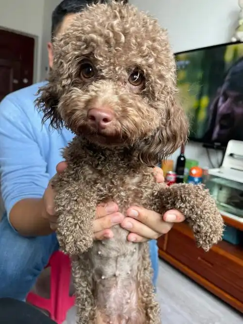 莫妮卡公公新收编的巧克力色泰迪