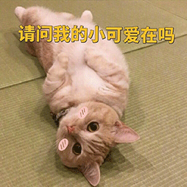 萌宠猫咪猫请问我的小可爱在吗撩gif动图_动态图_表情包下载_soogif