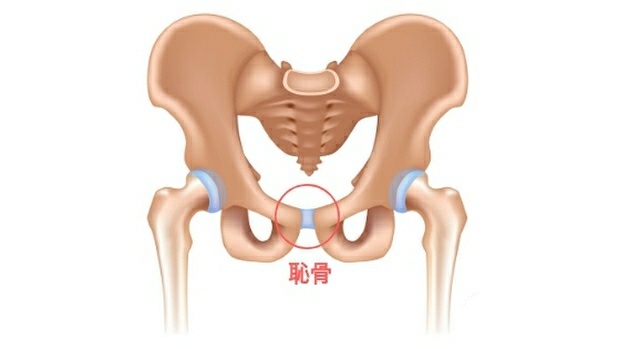 从一侧到连接到另一侧,这个部位痛就叫做耻骨痛