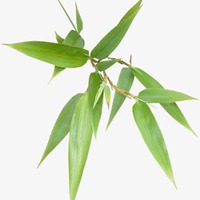 竹叶碧绿的头像_微信头像图片大全