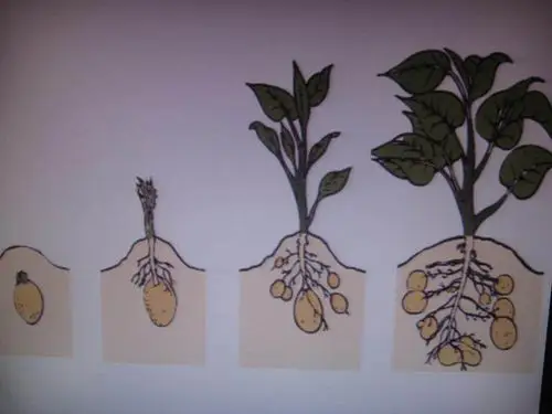 土豆生长的整个过程可分为萌芽期,苗期,块形成期,块茎期,淀粉积累期和