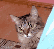 猫咪躲起来不让你发现可爱gif动图_动态图_表情包下载_soogif