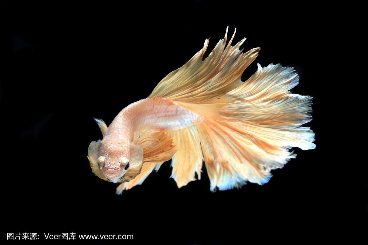 半月鱼大战的特写