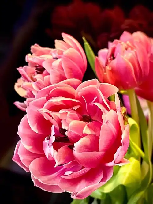 郁金香之草莓松饼重瓣郁金香