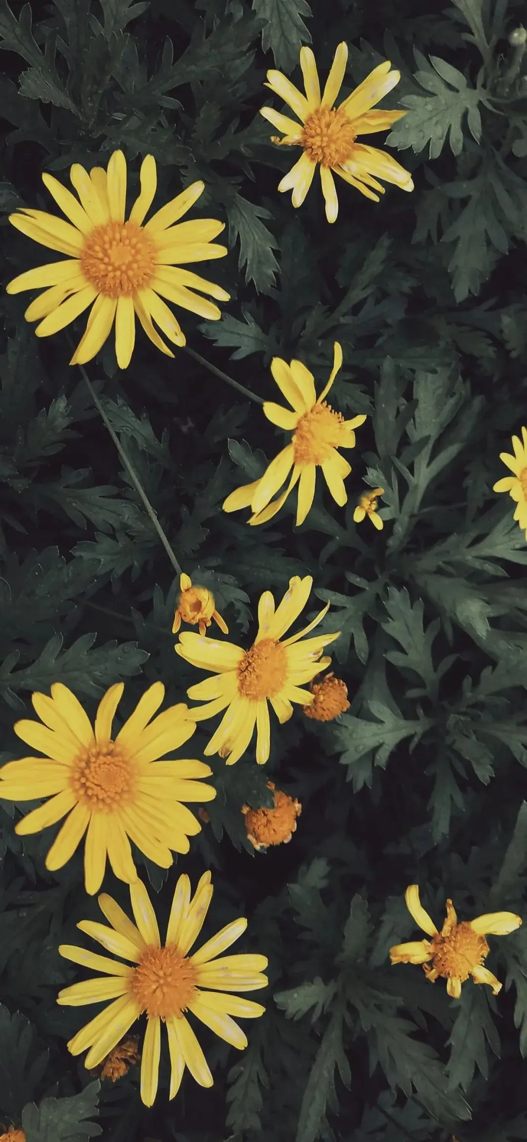 超高清全面屏壁纸全是你爱的赶紧带走