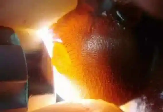 鉴别:真假犀牛角!看这篇就够了!