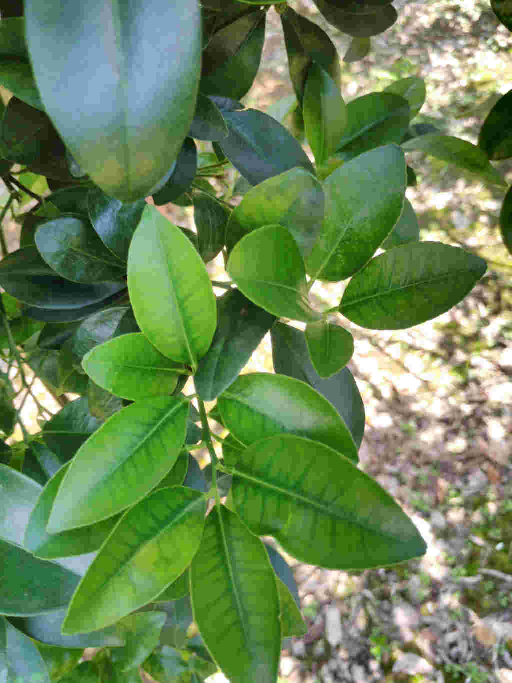 这桔子叶子是什么原因-大丰收柑橘问诊在线平台