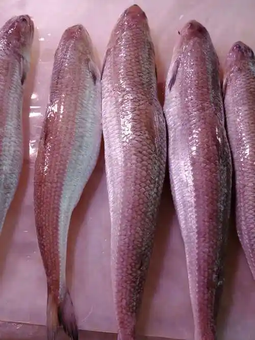 多齿蛇鲻(那哥鱼)