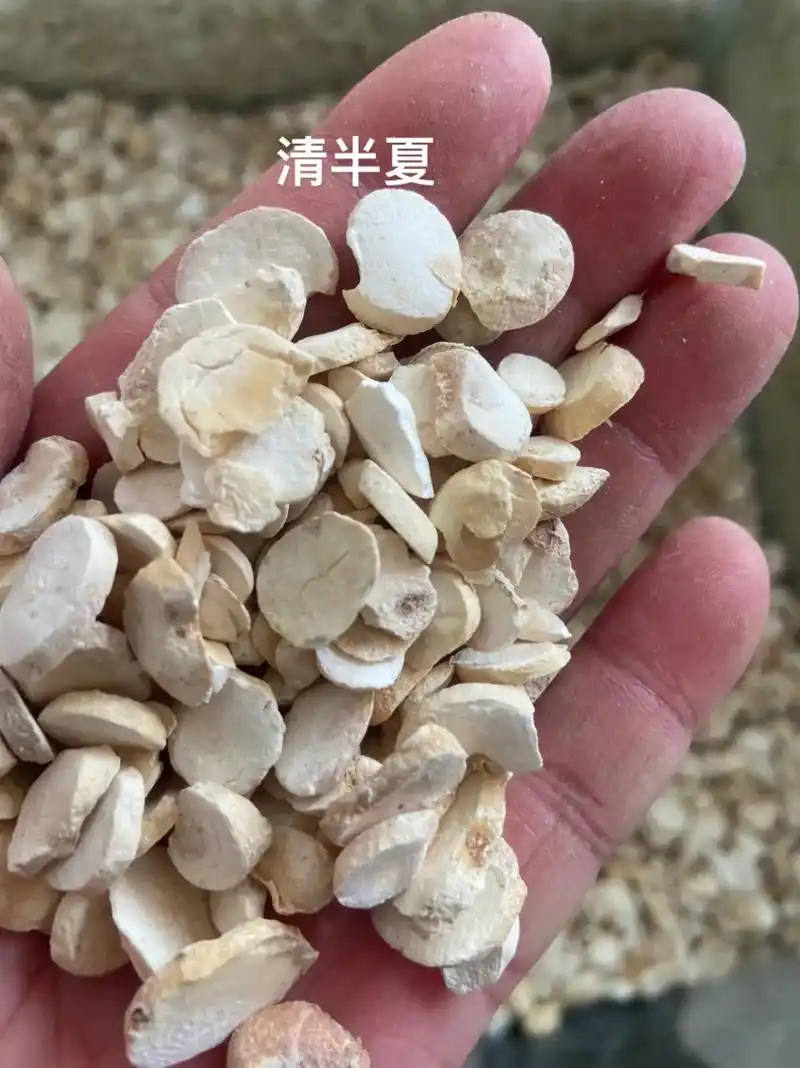 每天认识一味中药 #半夏 #清半夏 #法半夏 #姜半夏 # - 抖音