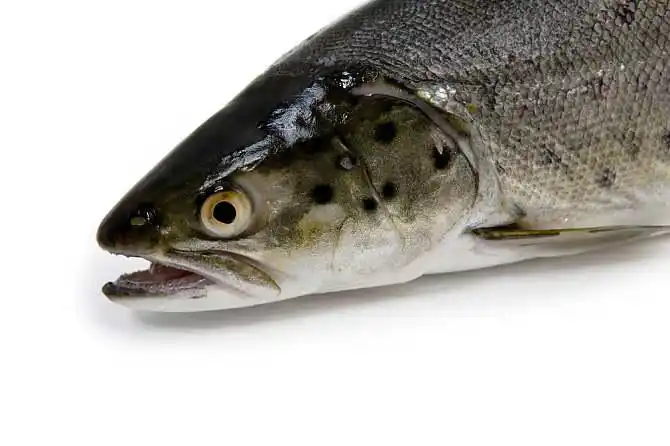 鲑鱼图片_图片大全