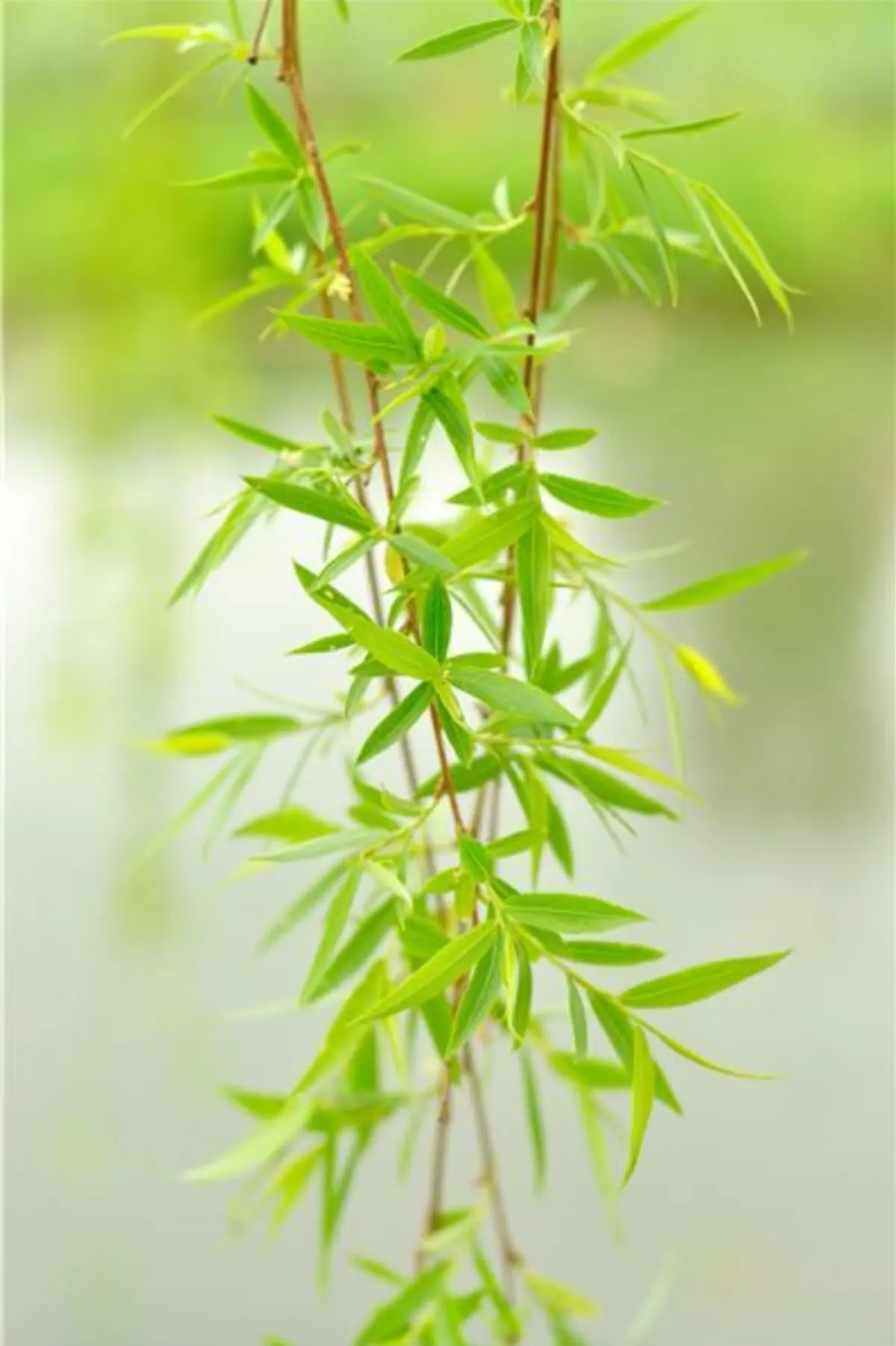 春天是大自然的礼物