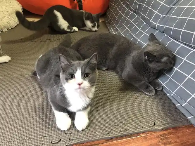 有矮脚英短哦 小短腿