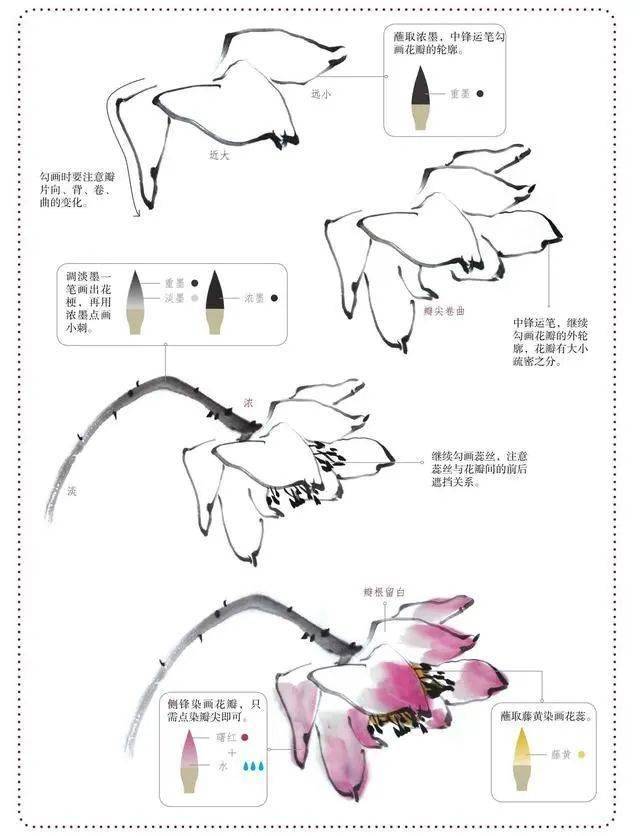 【国画教程】零基础,分步骤讲解荷花的画法