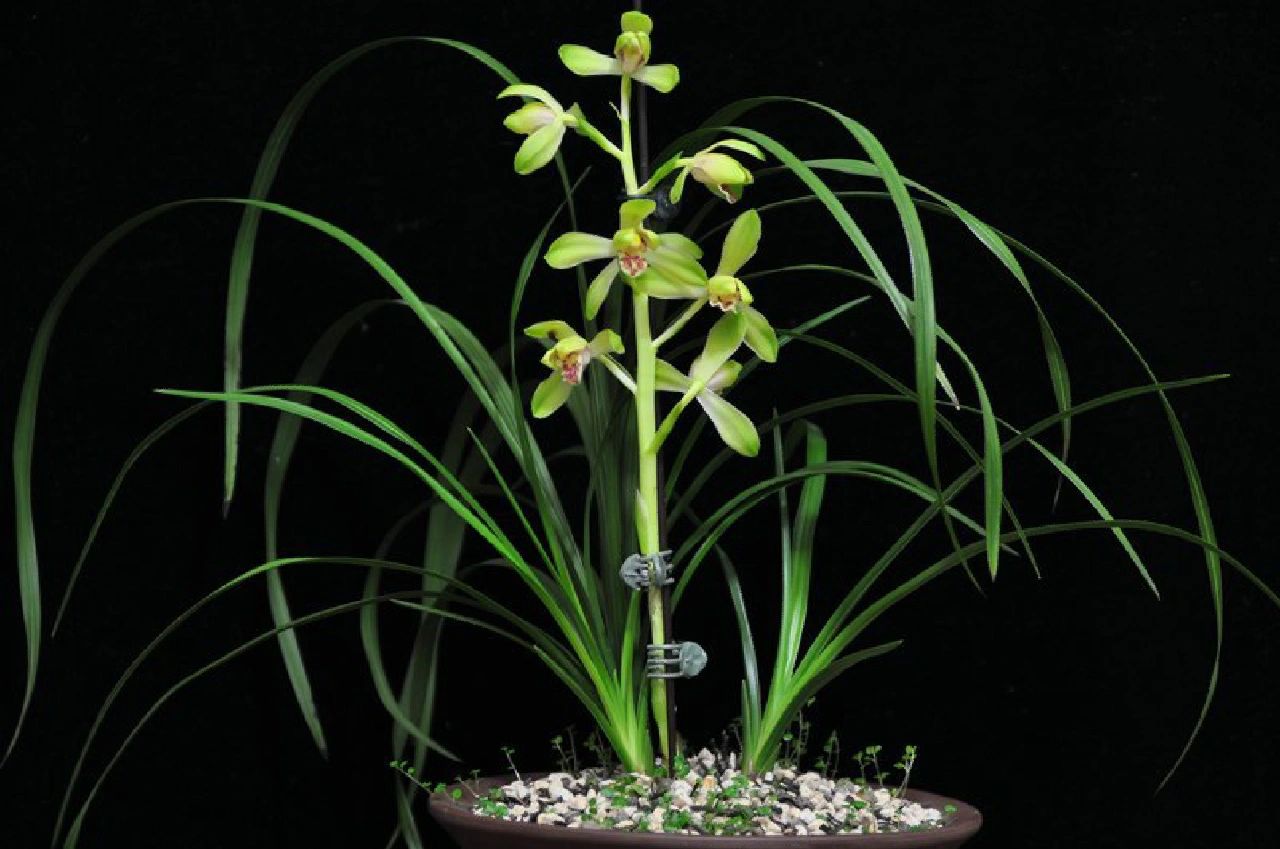 蕙兰老八种 大一品 大一品:蕙兰绿壳类大荷花形水仙瓣,乾隆末年产自