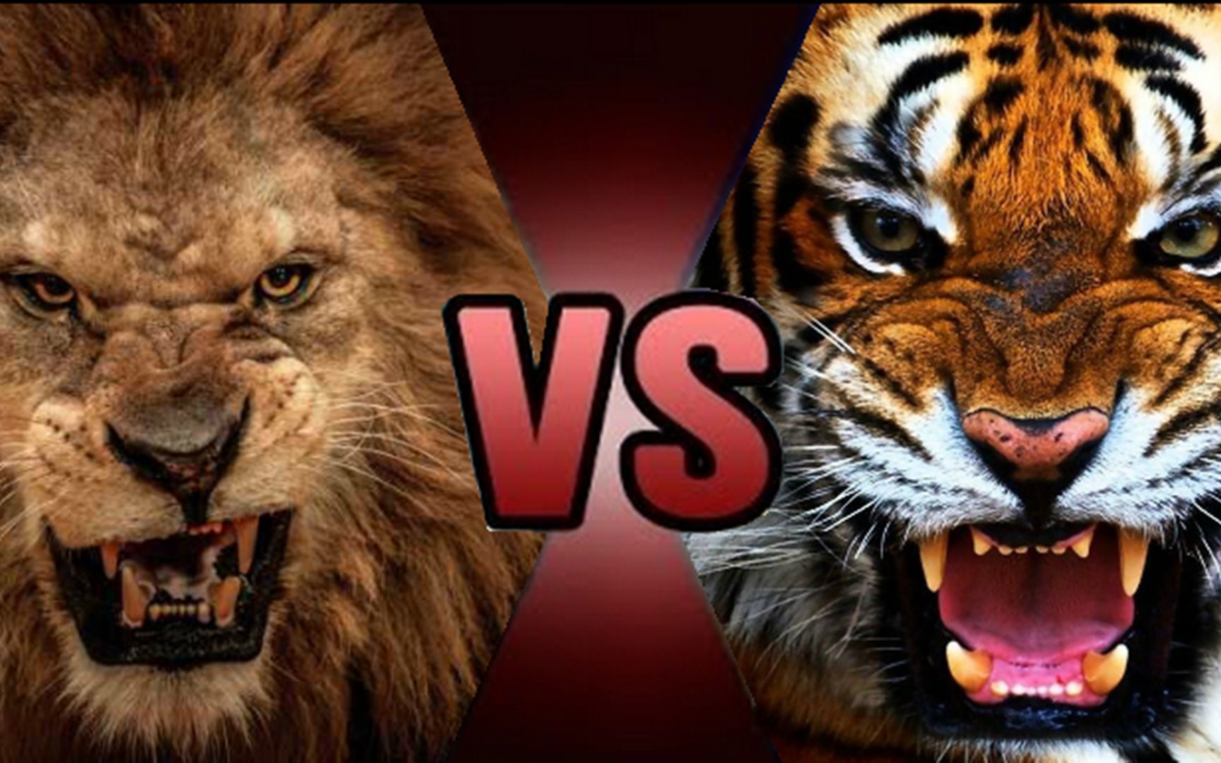 终极讨论狮子vs老虎究竟谁才是真正的动物界一哥