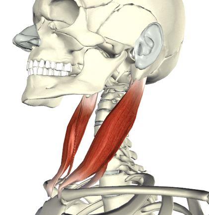 3d解剖课堂胸锁乳突肌