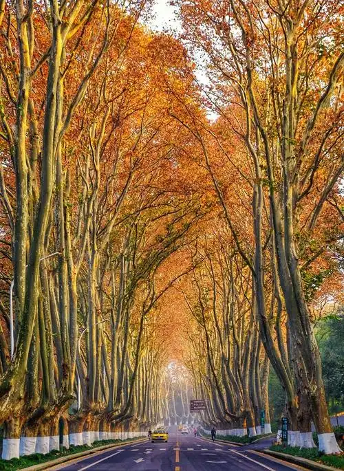 秋游南京之二.梧桐树的秋韵2020.11