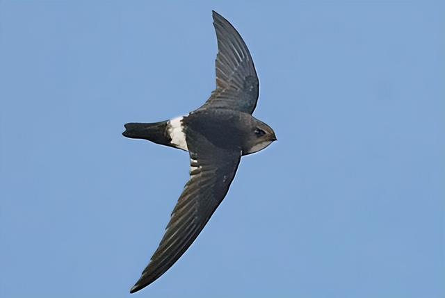 雨燕飞天如何繁衍后代,只有死亡才落地?