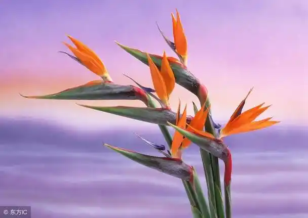 世界公认最美的4种花(世界最美的十种花)(17)