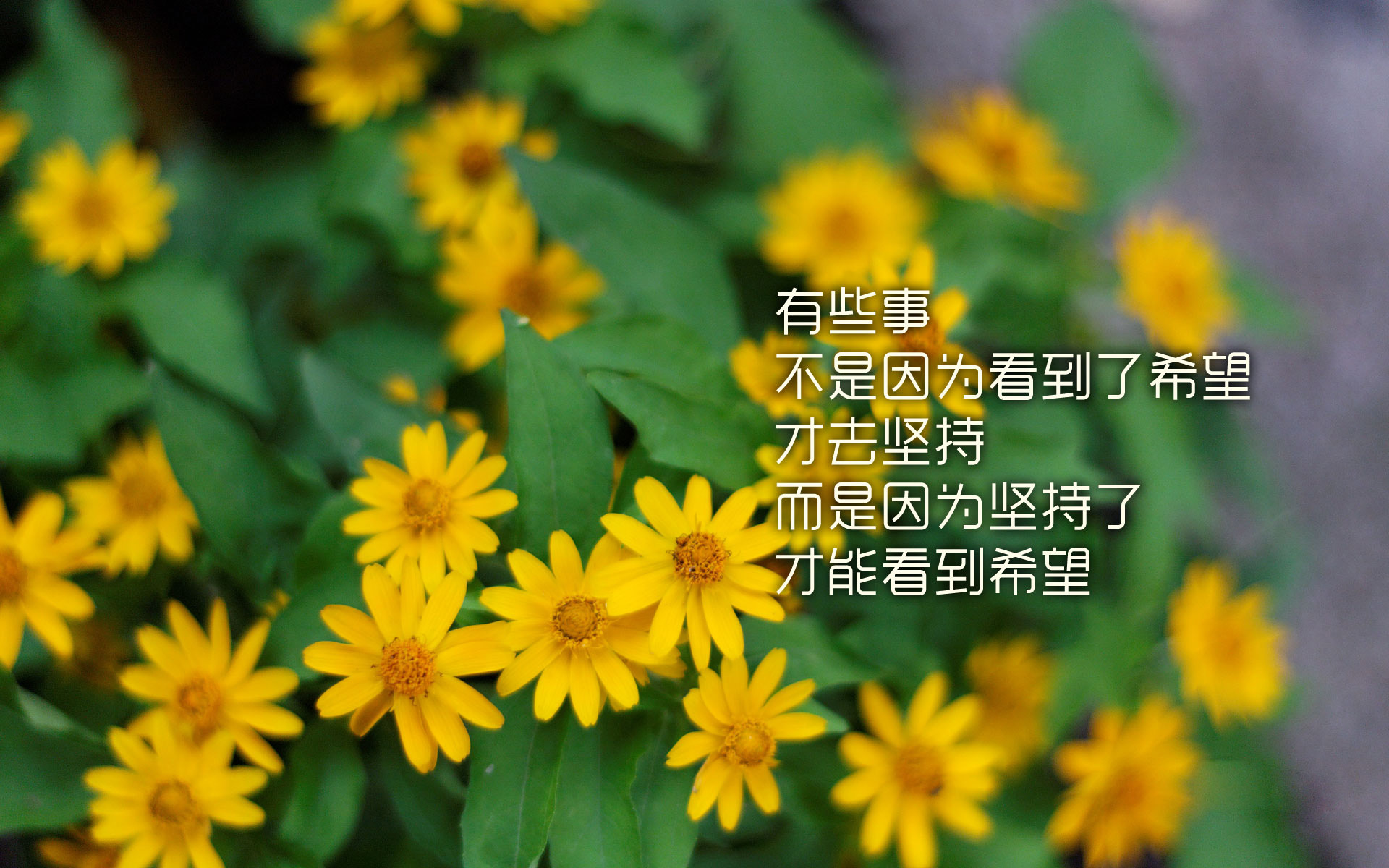 励志文字图片唯美背景桌面壁纸图片下载,美桌网专注于电脑,手机桌面