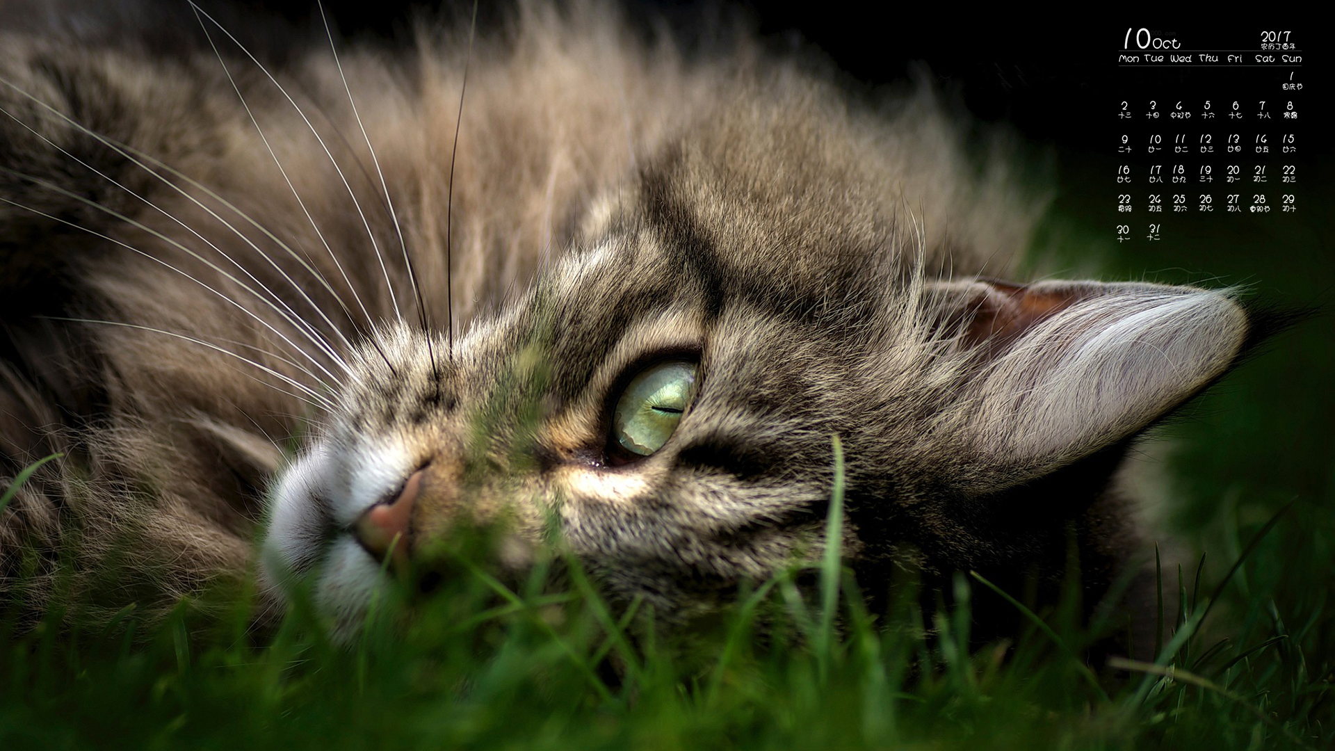 2017年10月可爱温柔的缅因猫高清日历壁纸