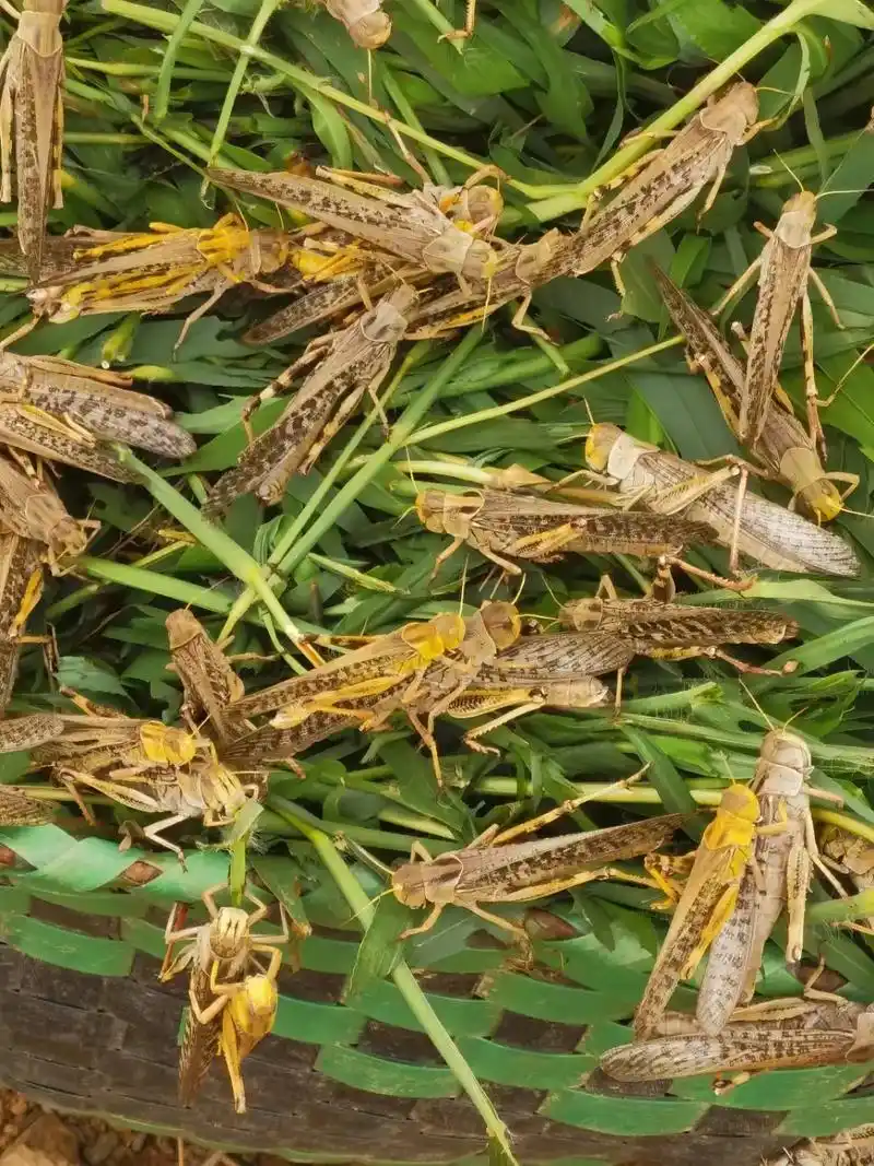 自产自销大蚂蚱,过年送礼走亲戚佳品,有面子. 美味佳肴,香酥 - 抖音