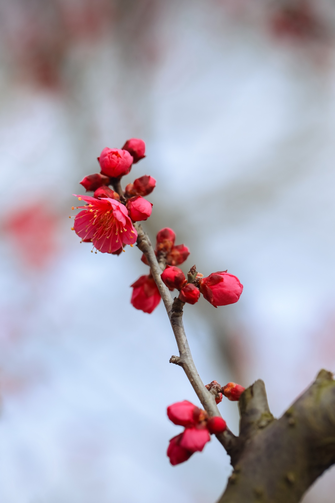 张张壁纸松江地产梅花美图上市了