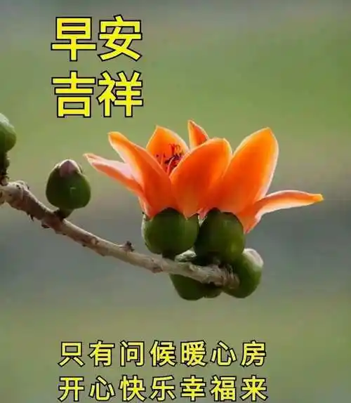 最新版最漂亮的早上好美图祝福是心意问候是诚意