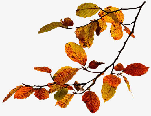 黄色干枯树枝树叶素材免费下载_觅元素