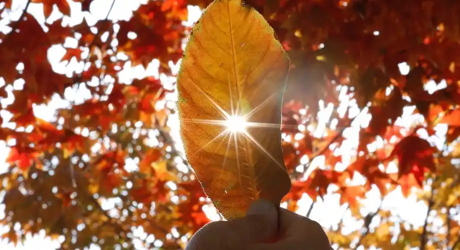 为了拍出阳光穿过树叶,光芒四射的效果,尝试了很久,才有如此的比较