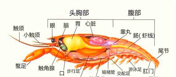 神经节等等器官,而小龙虾中的脑,胃,心脏,消化腺这些部位都是比较脏的