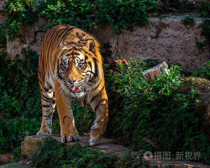 独眼苏门答腊虎