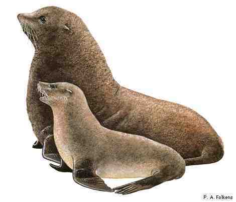 南美毛皮海狮(动物)南美毛皮海狮(southamericanfurseal)的皮毛是深