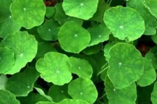 雷公草的功效与作用