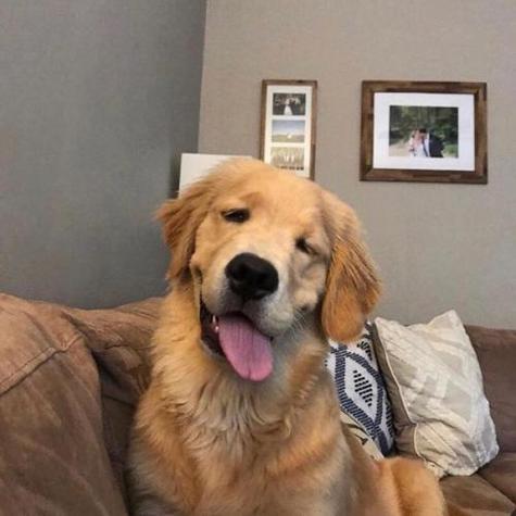 狗可爱逗比头像女生 女生头像图片大全 -【爱个性】