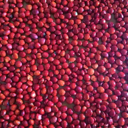 供应鄂西红豆种子_2018/3/19更新的九江庐山区鄂西红豆种子供应信息