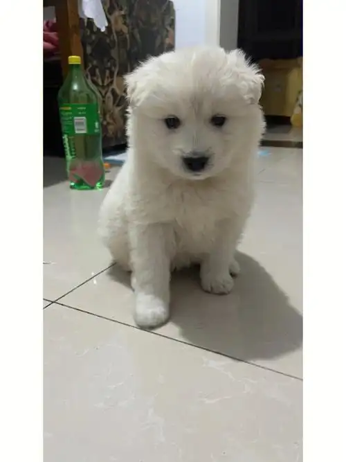 200块钱买的萨摩耶