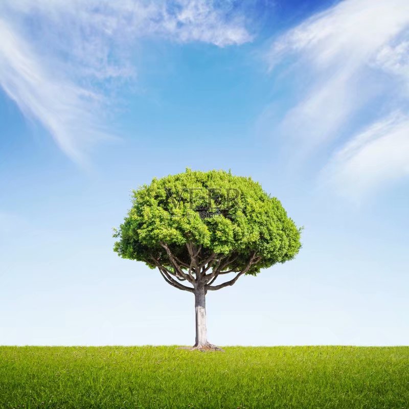 我是一棵孤独的树