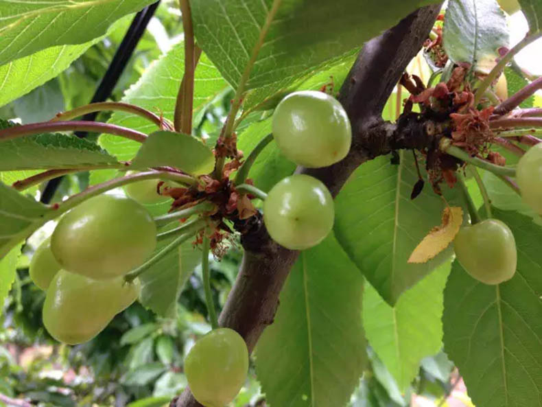 大樱桃(车厘子)保花保果与病虫害防治方法