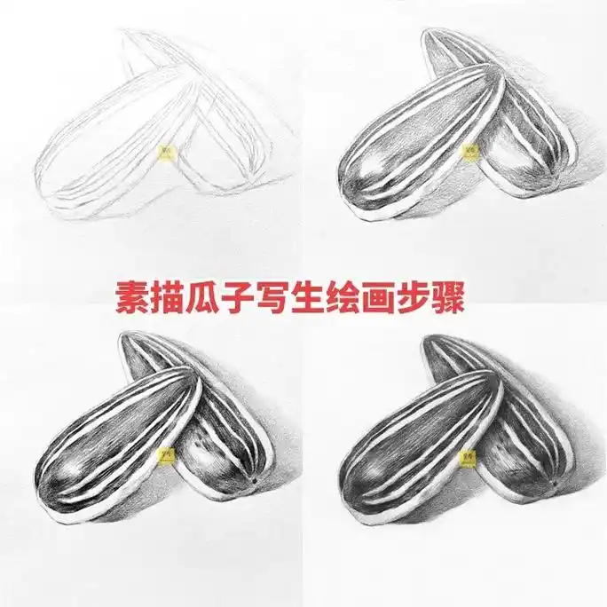素描静物瓜子绘画详细步骤.#画画 #一起学画画 #零基础学画 - 抖音