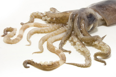 乌贼,墨鱼 鱿鱼照片